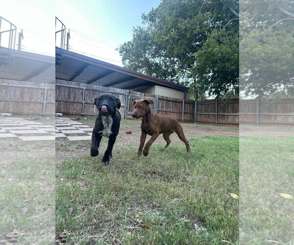 Medium Photo #2 Chocolate Labrador retriever-Unknown Mix Puppy For Sale in NEWPORT NH, NH, USA