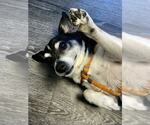 Small #3 Rat Terrier Mix