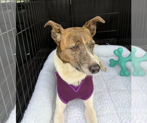 Pixie - Female Jack Russell Terrier-Unknown Mix Dog for Adoption - Photo #11