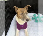 Small Photo #11 Jack Russell Terrier-Unknown Mix Puppy For Sale in Mount Laurel, NJ, USA