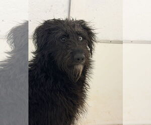 Aussie Siberian Dogs for adoption in York, SC, USA