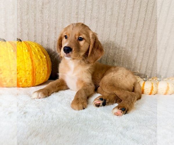 Medium Photo #4 Golden Retriever Puppy For Sale in INDIANAPOLIS, IN, USA