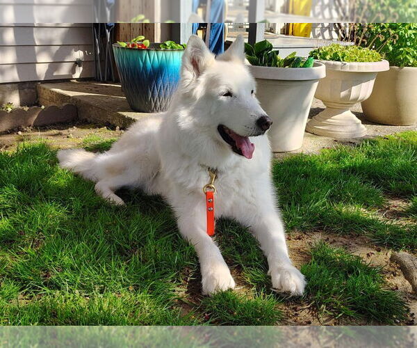 Medium Photo #4 German Shepherd Dog-Huskies  Mix Puppy For Sale in Bellingham, WA, USA