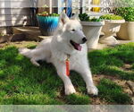 Small #3 German Shepherd Dog-Huskies  Mix