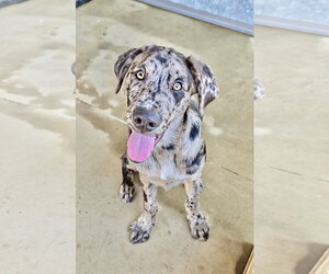 Catahoula Leopard Dog-Unknown Mix Dogs for adoption in Estherville, IA, USA