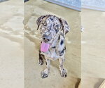 Small Catahoula Leopard Dog Mix