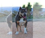 Small Photo #14 American Bully Puppy For Sale in BEVERLY HILLS, CA, USA