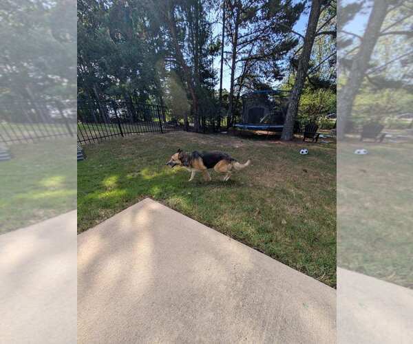 Medium Photo #6 German Shepherd Dog-Unknown Mix Puppy For Sale in La Grange , NC, USA