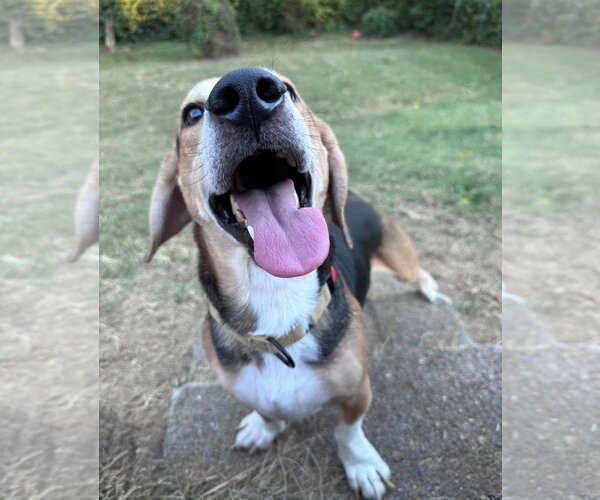 Medium Photo #5 Bagle Hound Puppy For Sale in Brookville, OH, USA