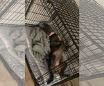 Small #54 Blue Lacy Mix