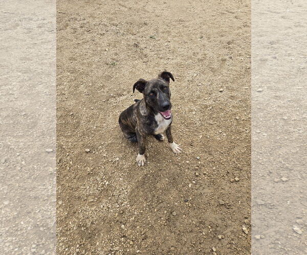 Medium Photo #2 Plott Hound-Unknown Mix Puppy For Sale in Maquoketa, IA, USA