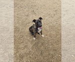 Small #1 Plott Hound Mix