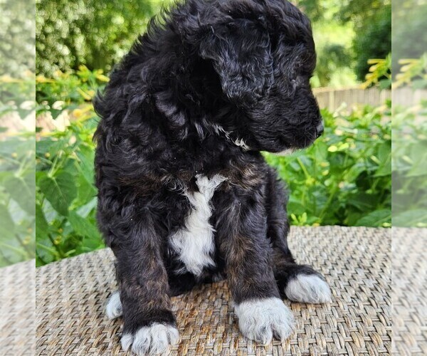 Medium Photo #9 F2 Aussiedoodle Puppy For Sale in COLUMBIA, TN, USA