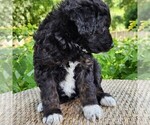 Small #8 F2 Aussiedoodle