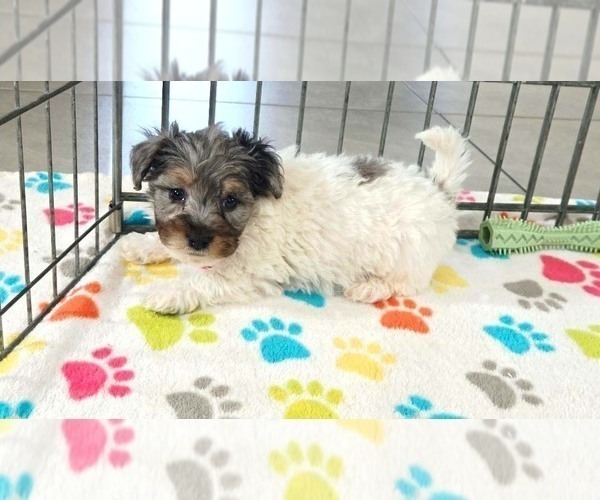 Medium Photo #12 Havapoo Puppy For Sale in ORO VALLEY, AZ, USA