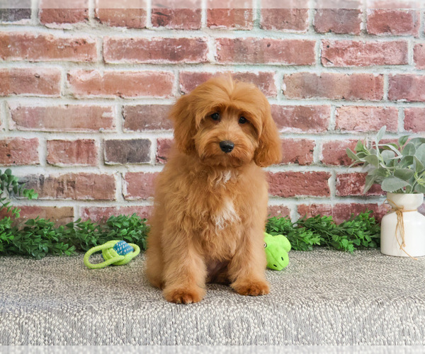 Medium Photo #1 Cavapoo (Miniature) Puppy For Sale in SYRACUSE, IN, USA
