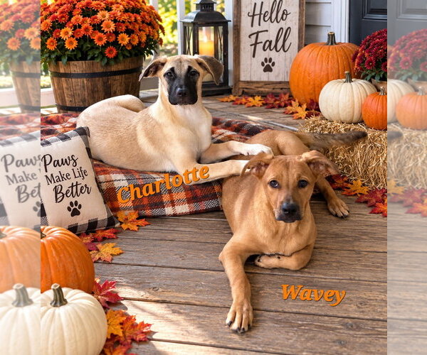 Medium Photo #4 Boxador Puppy For Sale in Southbury, CT, USA