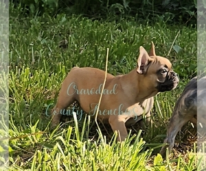 French Bulldog Puppy for sale in ROGERS, AR, USA