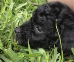Small Photo #18 Aussiedoodle Miniature  Puppy For Sale in FORT MYERS, FL, USA