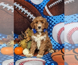 Goldendoodle (Miniature) Puppy for sale in COCHRANVILLE, PA, USA