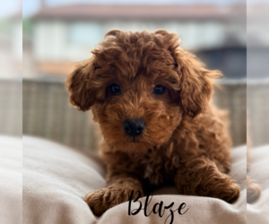 Poodle (Miniature) Puppy for sale in ADDISON, IL, USA