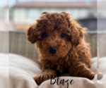 Image preview for Ad Listing. Nickname: Litter of 4