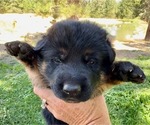 Small #5 German Shepherd Dog