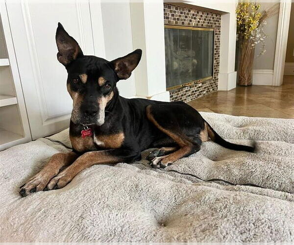 Medium Photo #15 Doberman Pinscher-Unknown Mix Puppy For Sale in Lake Forest, CA, USA
