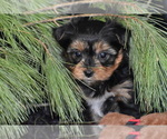 Small Photo #3 Yorkshire Terrier Puppy For Sale in ELDORADO, OH, USA