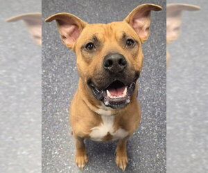 Mutt Dogs for adoption in Anchorage, AK, USA