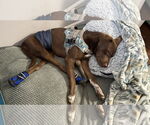 Small Labrador Retriever Mix