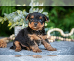 Small #1 Yorkshire Terrier