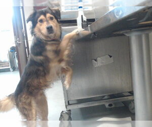 Aussiedor Dogs for adoption in Fayetteville, NC, USA