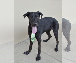 Labrador Retriever-Unknown Mix Dogs for adoption in McKinney, TX, USA
