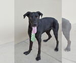 Small Labrador Retriever Mix