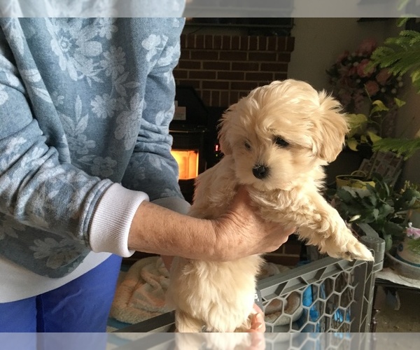 Medium Photo #1 Poodle (Toy) Puppy For Sale in EDGEWATER, MD, USA