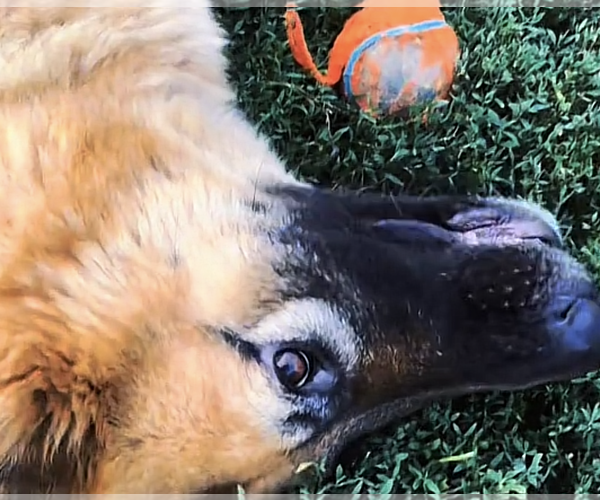 Medium Photo #2 German Shepherd Dog Puppy For Sale in Kankakee, IL, USA
