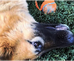 Small #1 German Shepherd Dog
