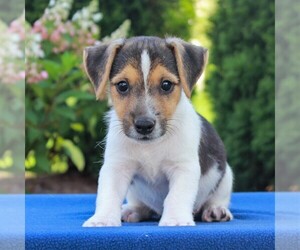 Jack Russell Terrier Puppy for sale in LEBANON, PA, USA