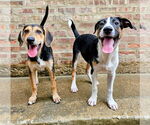 Small #4 Coonhound Mix