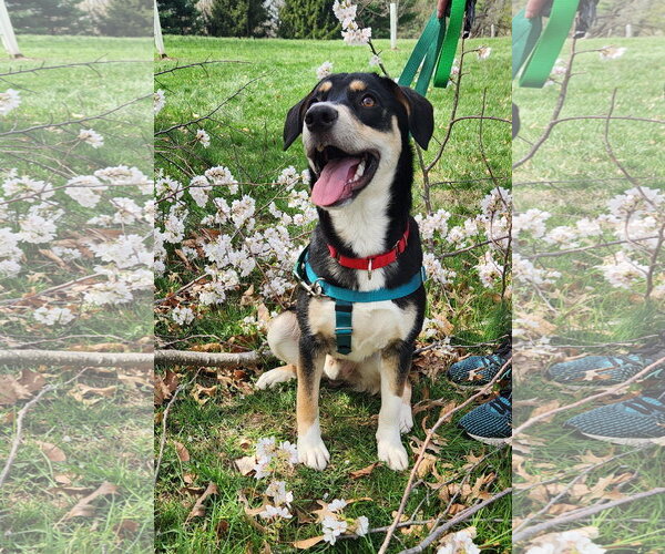 Medium Photo #2 Mutt Puppy For Sale in Doylestown, PA, USA