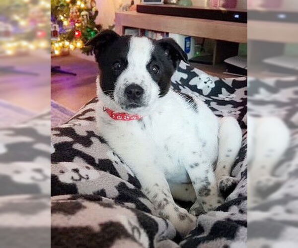 Medium Photo #1 Australian Shepherd-Unknown Mix Puppy For Sale in Genesee, WI, USA