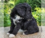 Small #9 F2 Aussiedoodle