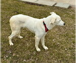 Small #4 Great Pyrenees Mix