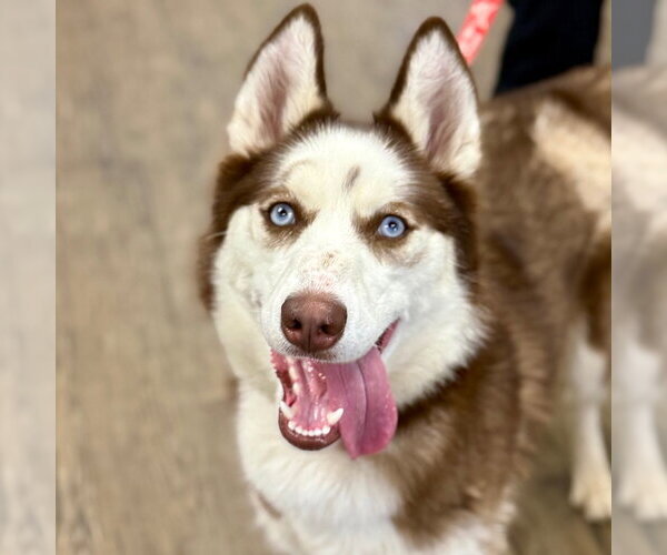 Medium Photo #1 Siberian Husky Puppy For Sale in Canton, CT, USA