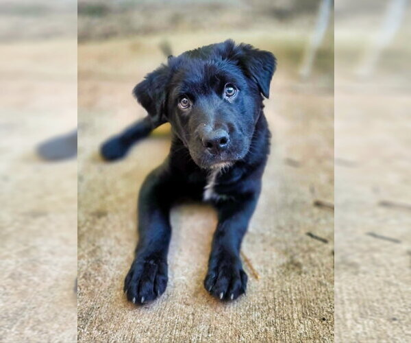 Medium Photo #10 Shepweiller Puppy For Sale in Raleigh, NC, USA