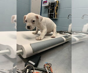 American Pit Bull Terrier-Unknown Mix Dogs for adoption in Corpus Christi, TX, USA