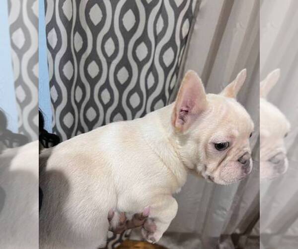 Medium Photo #1 French Bulldog Puppy For Sale in ELK GROVE, CA, USA