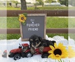 Image preview for Ad Listing. Nickname: Eli