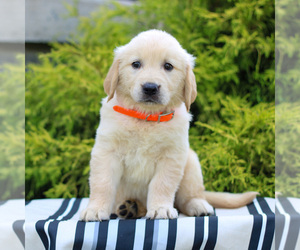 Golden Retriever Puppy for sale in LITITZ, PA, USA